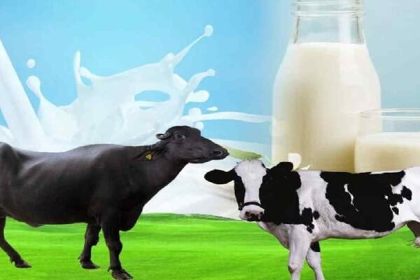 Is Buffalo Milk Good for Health? Benefits, Nutrition & Ayurvedic Insights