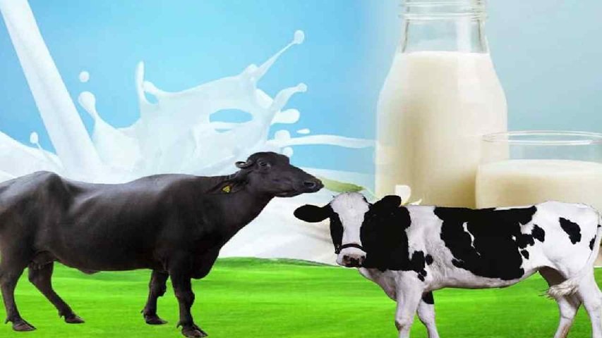 Is Buffalo Milk Good for Health? Benefits, Nutrition & Ayurvedic Insights